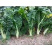 SPRAY FREE SILVERBEET  Bunch Katikati Grown